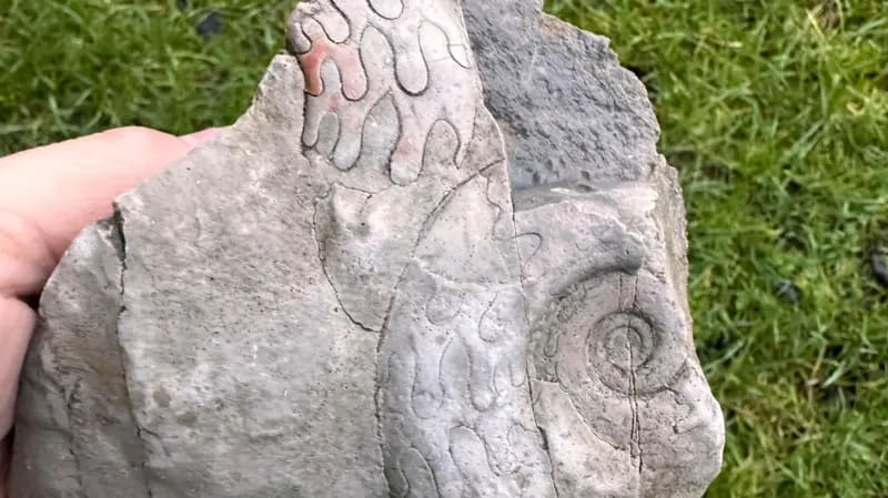 Two ancient goniatite fossils with intricate wavy patterns preserved in limestone from England's Peak District