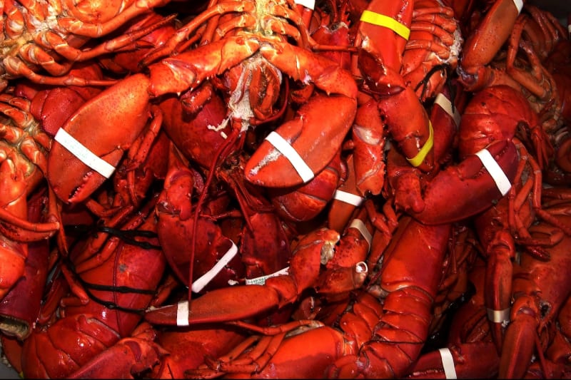 Sophisticated Seafood Heist: $400,000 of Lobster Vanishes in Daring Logistics Scam
