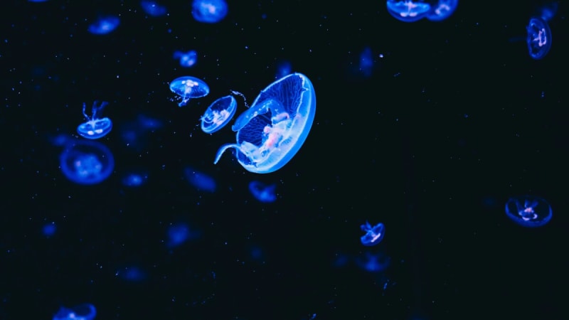Brainless Jellyfish Sleep 8 Hours a Day, Just Like Us - Image 2