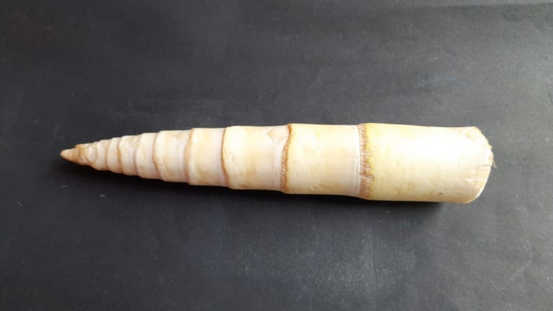 Bamboo Could Fight Diabetes and Boost Gut Health - Image 2