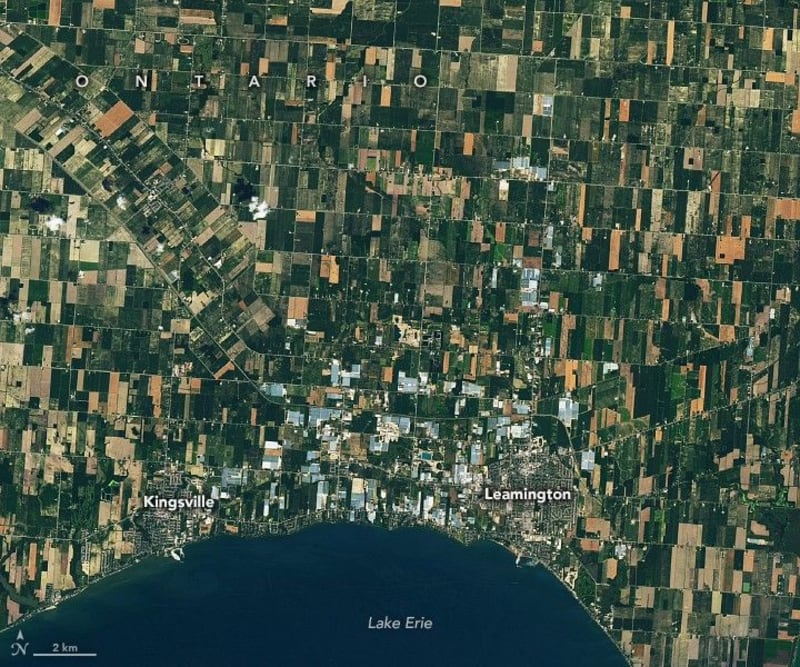 Ontario Greenhouses Dim Lights to Save Migrating Birds - Image 4