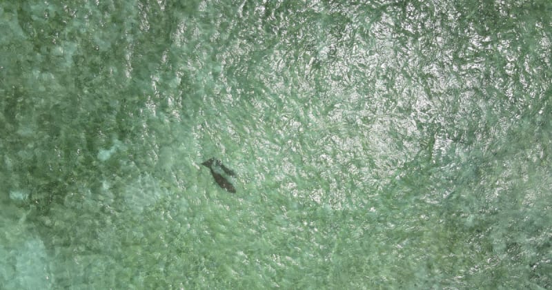 Baby Dugong Spotted in Indonesia After 12 Years of Work