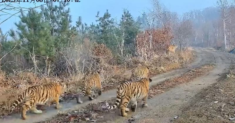 Historic First: Tiger Family of Seven Thrives in Northeast China's Protected Forests