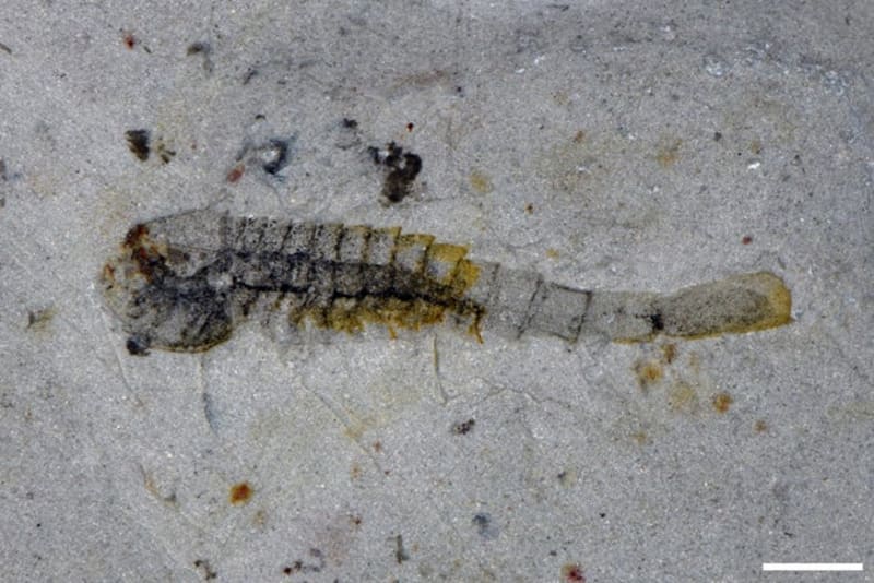 91 New Species Found After Ancient Mass Extinction - Image 2