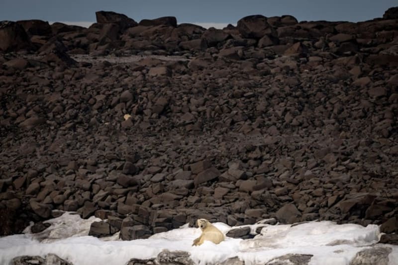 Svalbard Polar Bears Thriving Despite Melting Arctic Ice - Image 3