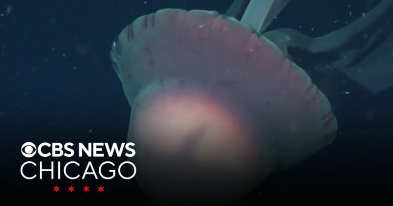 Giant Phantom Jellyfish Found Off Argentina Coast