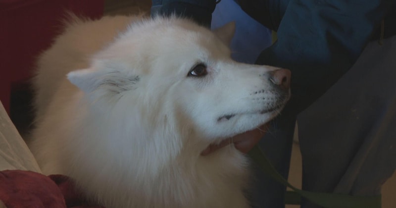 Surgeon Brings Dog Asher to Cheer Up Hospital Patients