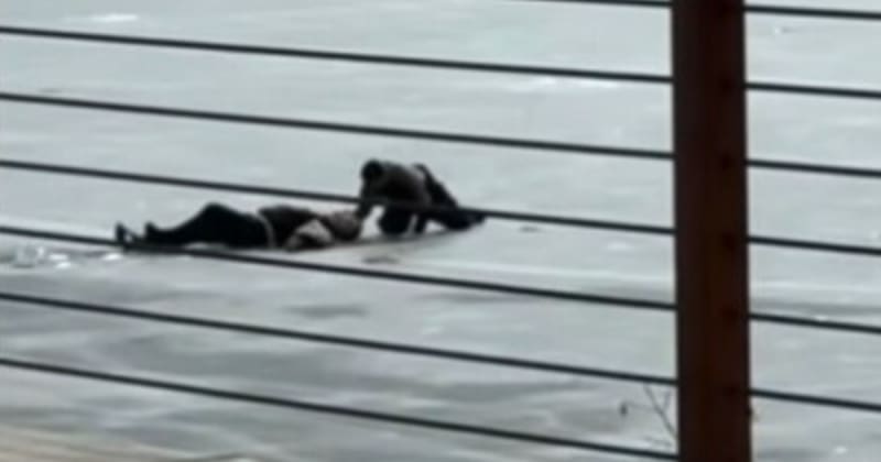 Hero Dives Into Frozen Colorado Lake, Saves Drowning Man