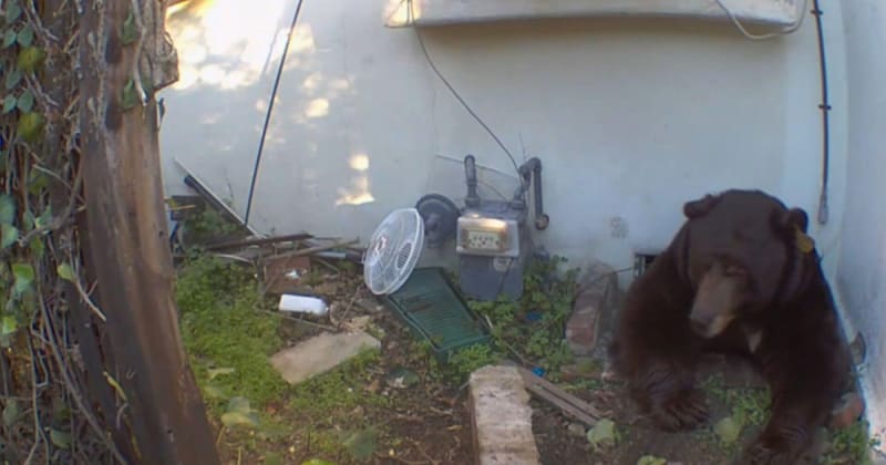 Unexpected Resident: Bear Makes Itself at Home Beneath Altadena Homeowner's Property