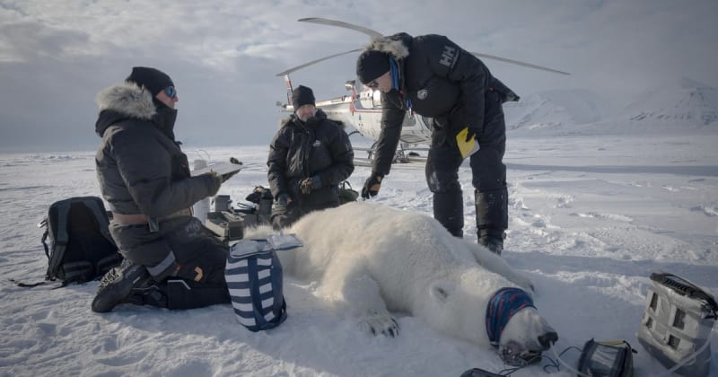 Svalbard Polar Bears Thriving Despite Melting Arctic Ice