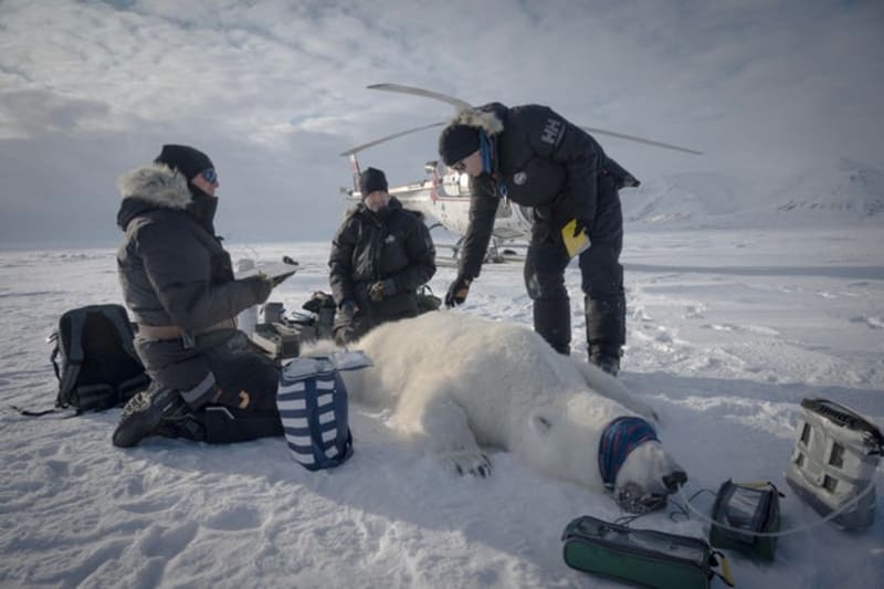Svalbard Polar Bears Thriving Despite Melting Arctic Ice - Image 2
