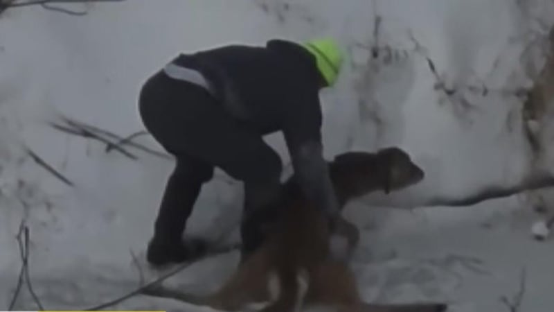 Waste Company Owner Saves Deer Trapped on Frozen Creek - Image 2