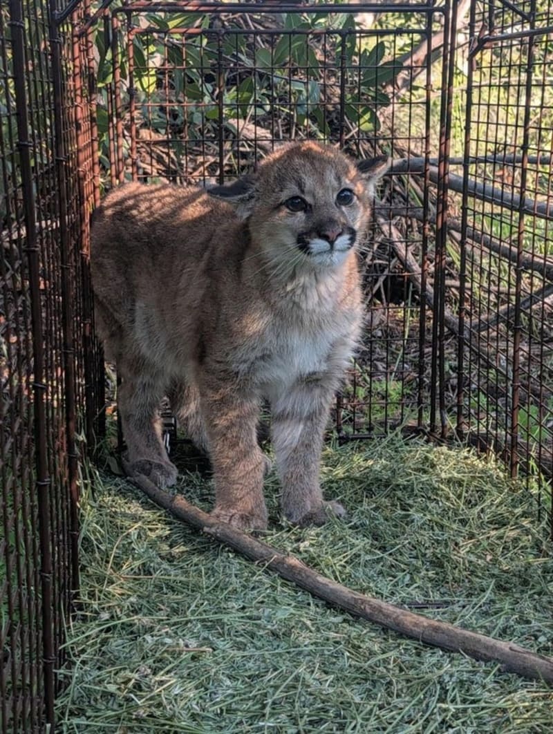 Injured Mountain Lion Cub Gets Second Chance in California - Image 2