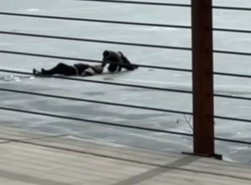 Hero Dives Into Colorado Ice to Save Drowning Man - Image 2