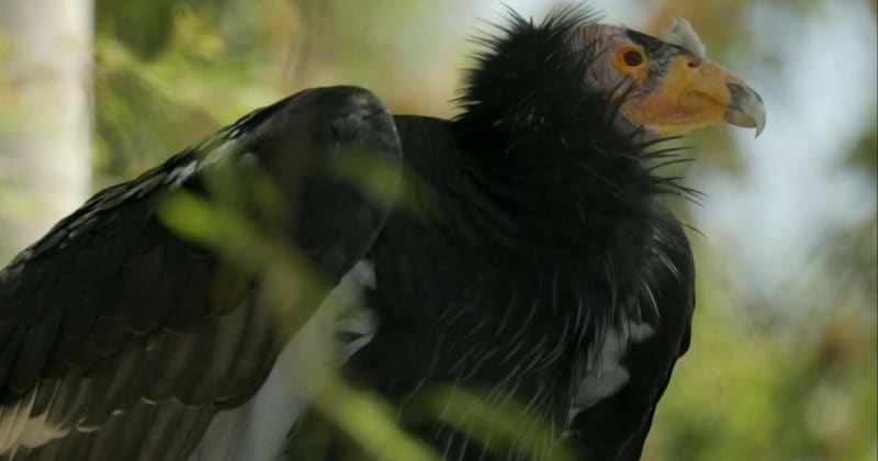California Condor Conservation: Majestic Birds Take Flight in Groundbreaking Release