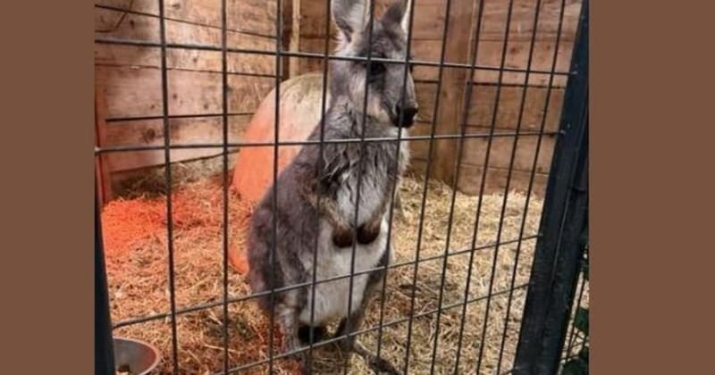 Wayward Wallaby's Walmart Adventure: How a Missing Marsupial Sparked Community Rescue