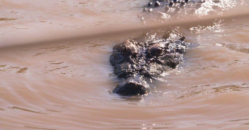 Australia Brings 150,000 Crocs Back from Near Extinction