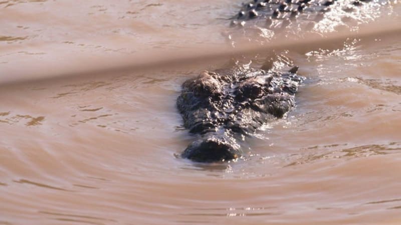 Australia Brings 150,000 Crocs Back from Near Extinction - Image 3