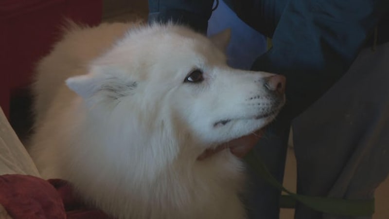 Surgeon Brings Dog Asher to Cheer Up Hospital Patients - Image 2