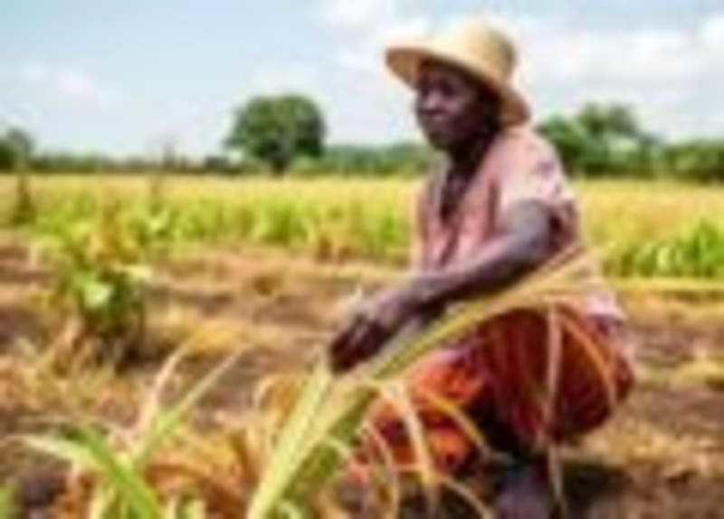 African Rice Farms Cut Methane with New Growing Methods - Image 3