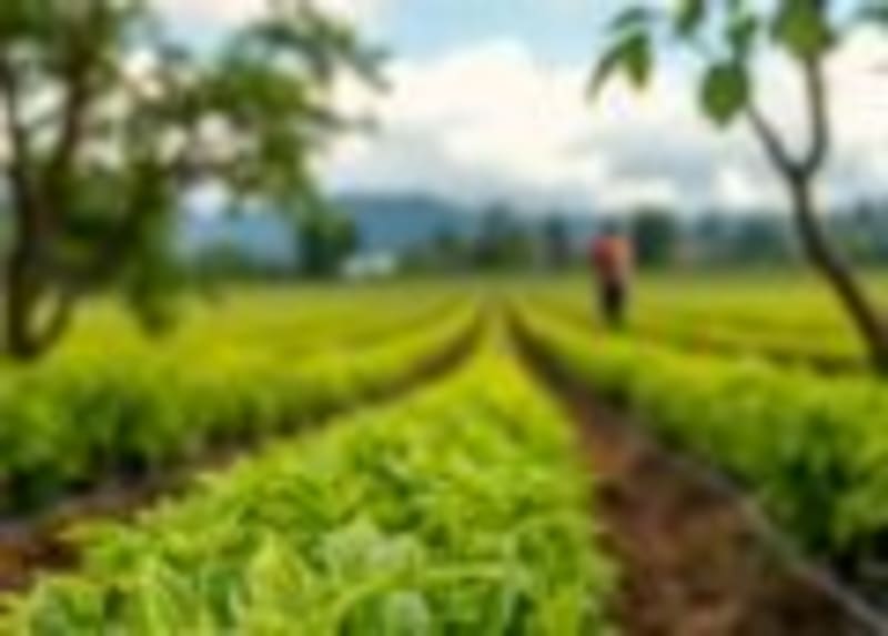 African Rice Farms Cut Methane with New Growing Methods - Image 2