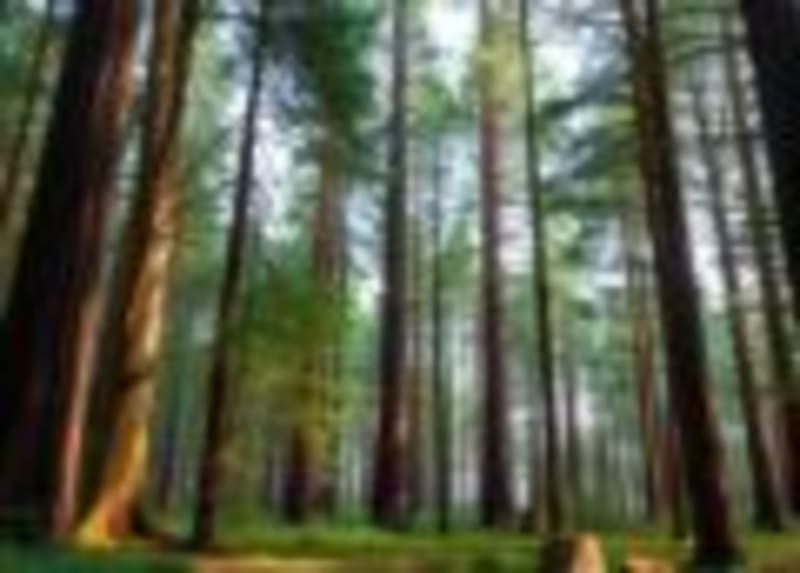 3D-Printed Sea Lion Models Save Real Animals in California - Image 2