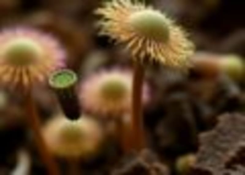 Scientists Decode Key to Why Vertebrates Evolved Backbones - Image 2