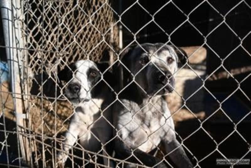 Animal Rescue Corps Saves 51 Dogs in Arkansas Operation - Image 4