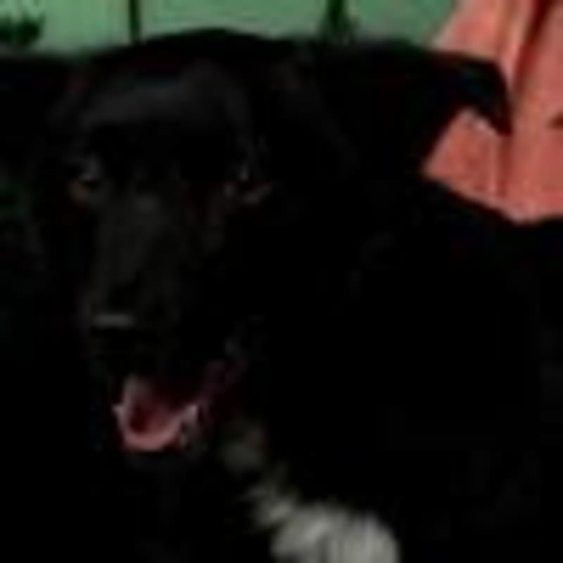 Bend Wildlife Hospital Seeks Volunteers for Rescue Work - Image 4