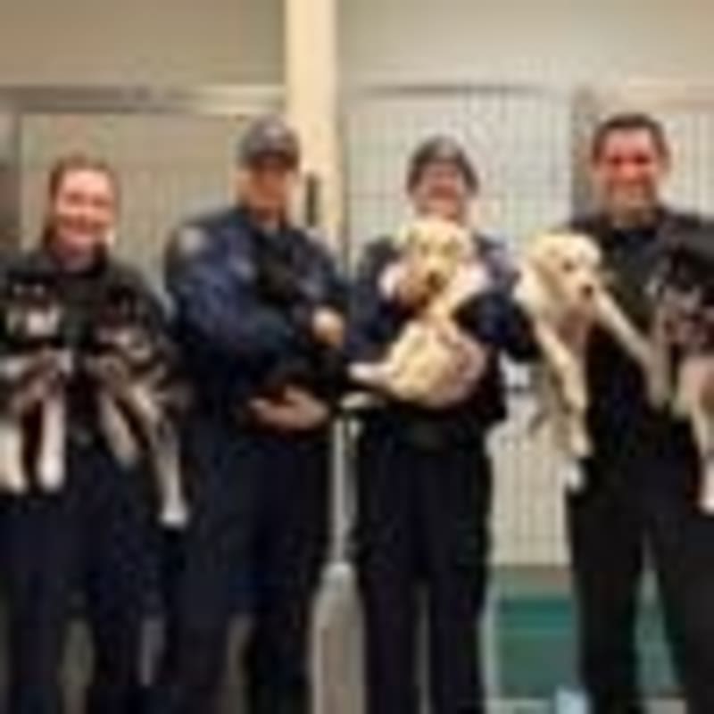 Colorado Firefighters Rescue Deer Stranded on Frozen Lake - Image 4