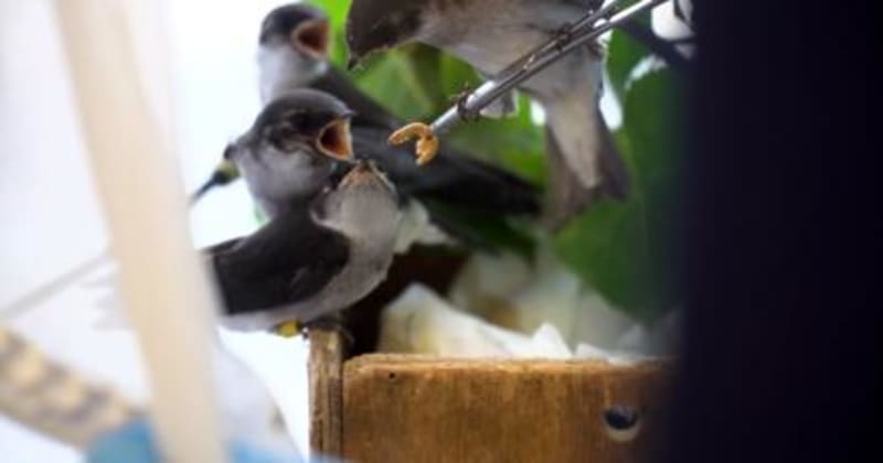 Oregon Wildlife Hospital Seeks Volunteers to Save Animals - Image 2