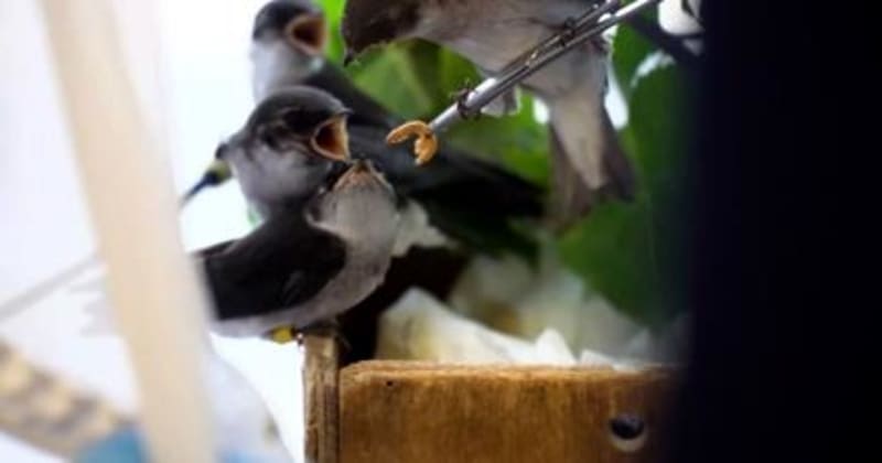 Bend Wildlife Hospital Seeks Volunteers for Rescue Work - Image 2