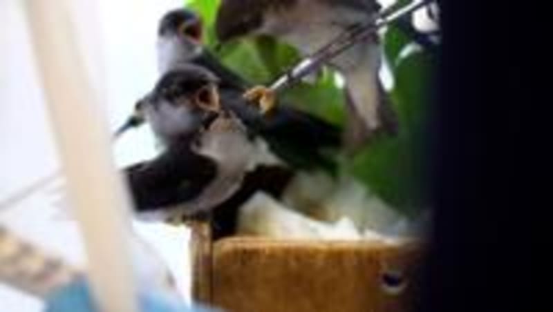 Bend Wildlife Hospital Seeks Volunteers for Rescue Work - Image 5