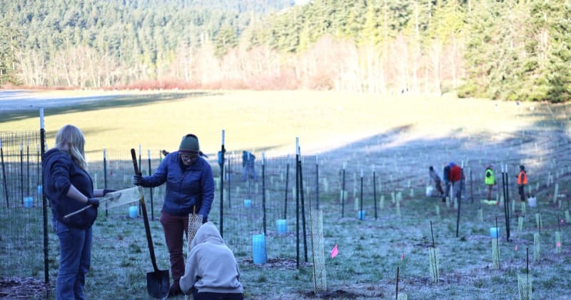 30 Volunteers Plant 1,000 Trees at Washington State Park