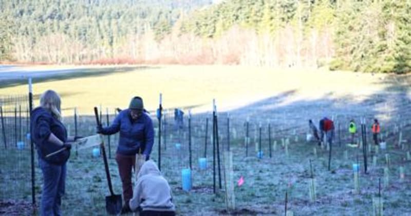 30 Volunteers Plant 1,000 Trees at Washington State Park - Image 2