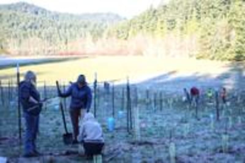 30 Volunteers Plant 1,000 Trees at Washington State Park - Image 4