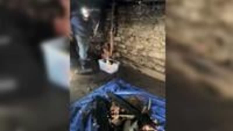 Iowa Cat Shelter Rebuilds After Fire With Help From Volunteers - Image 2