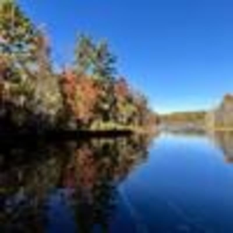 Michigan Brings 200,000 Wild Turkeys Back From Near Extinction - Image 2