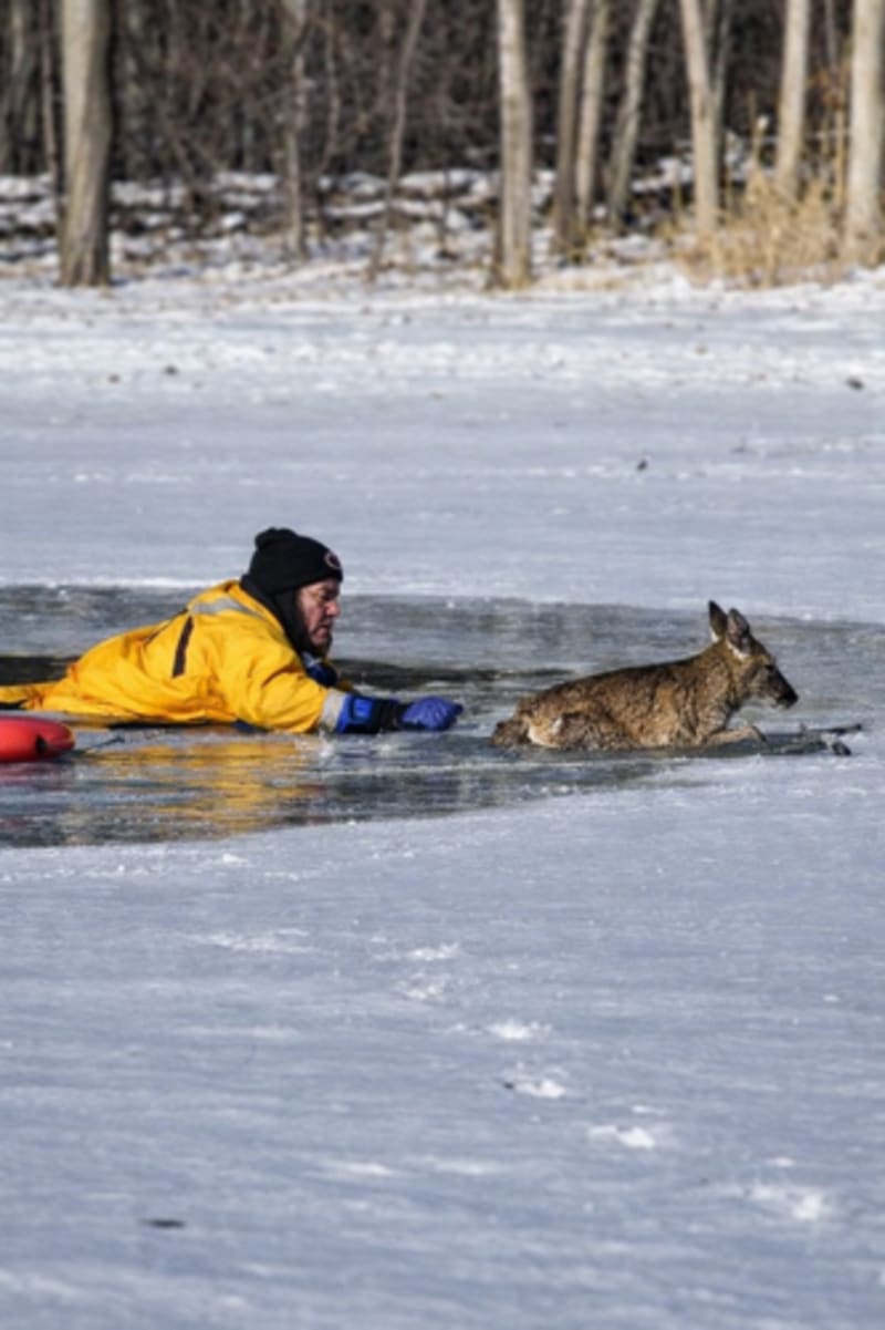 Firefighters Dive Into Icy Pond to Save Drowning Deer
