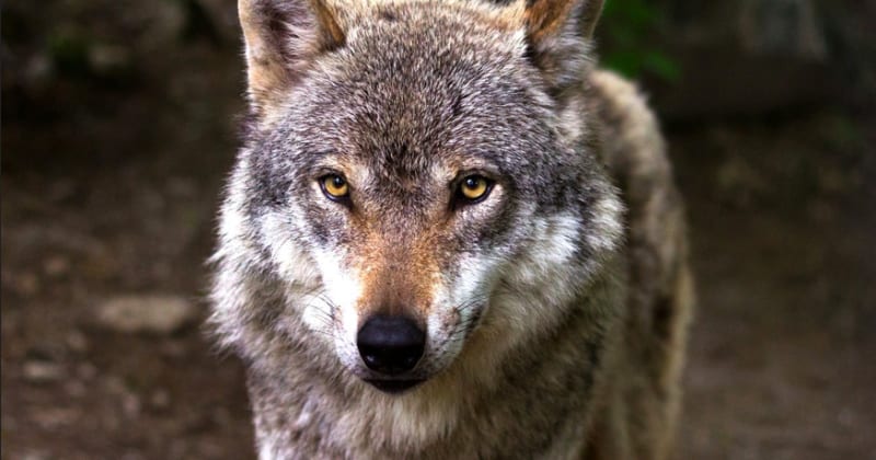 Mexican Gray Wolves Hit 319 in Southwest Recovery Win