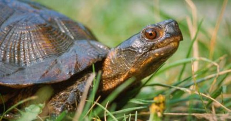 Vermont Protects 100s of At-Risk Species With New Plan - Image 2