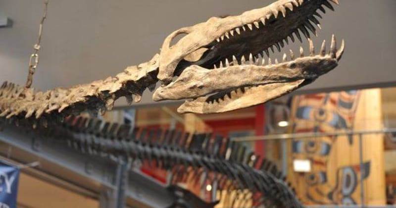 Amateur Fossil Hunter's Find Sparks B.C.'s Paleontology Boom