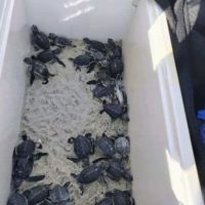 SC Volunteers Give 28 Baby Sea Turtles 41-Mile 'Uber Ride' to Safety