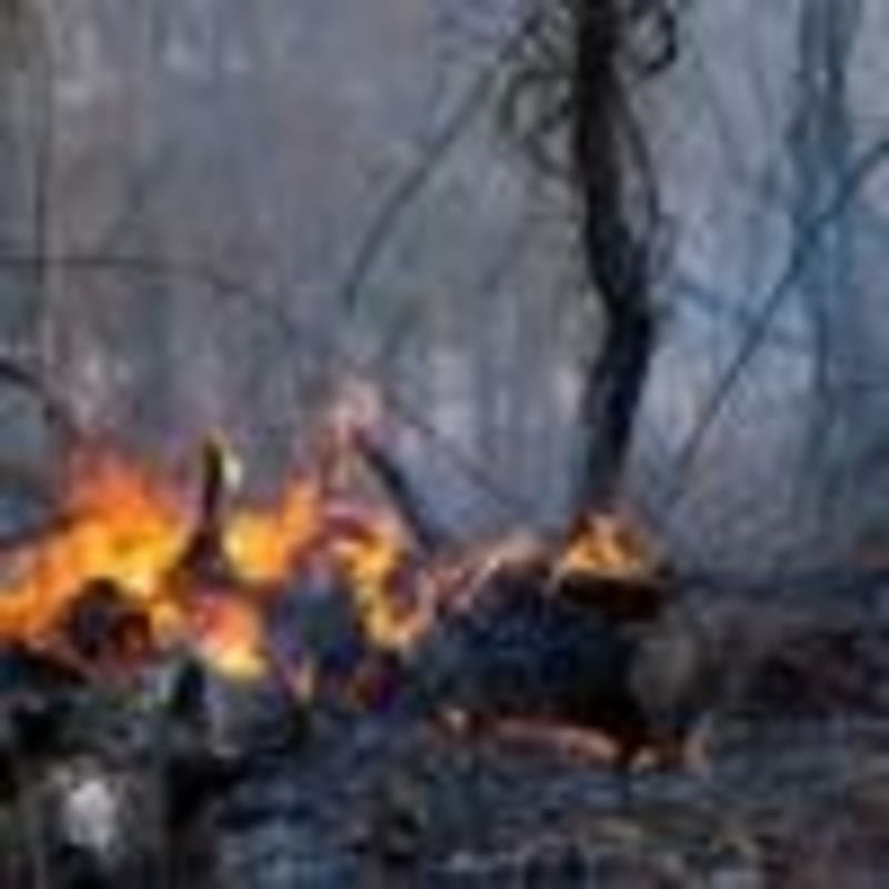 Virginia Students Break World Record With 881 Peppers - Image 4