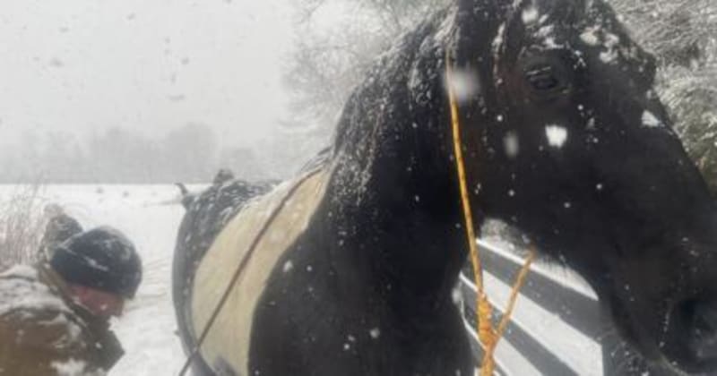 Indiana Firefighters Save Horse Stuck in Frozen Pond - Image 2