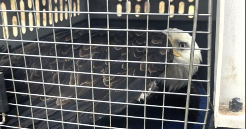 Road Worker Rescues Injured Bald Eagle in Washington