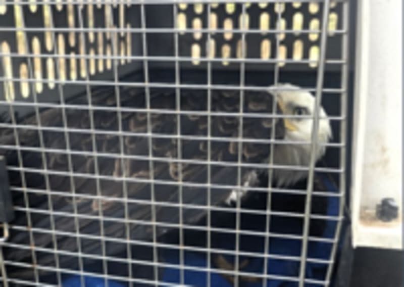 Road Worker Rescues Injured Bald Eagle in Washington - Image 5