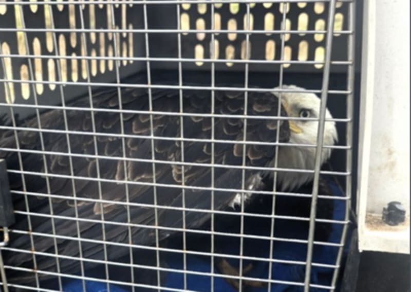 Road Worker Rescues Injured Bald Eagle in Washington - Image 4