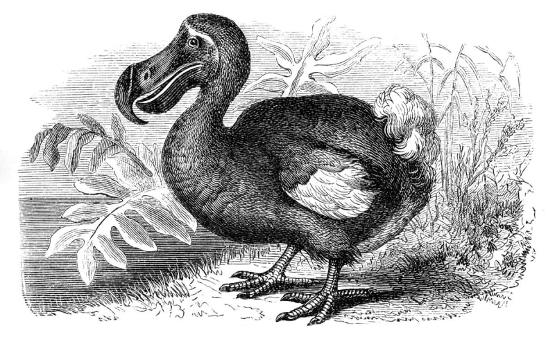 Jane Goodall's Chimp Discovery Changed What It Means Human