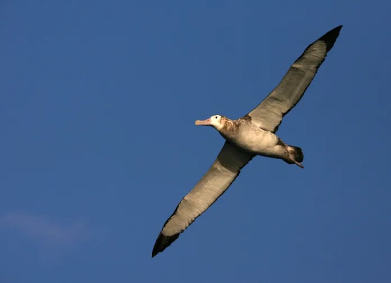 Hawaii Gene Drive Could Save Rare Honeycreepers From Malaria - Image 2